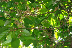 Elaeocarpus glandulosus